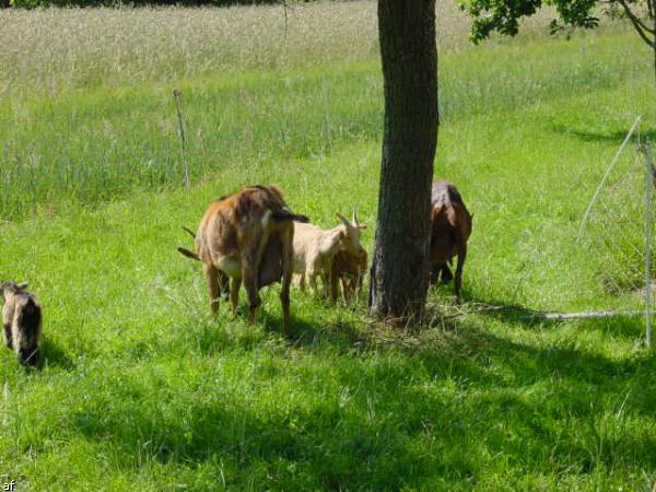 Handwerker und Bauernmarkt - 10. Grenzlandfest