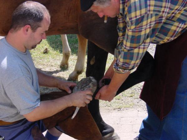 Handwerker und Bauernmarkt - 10. Grenzlandfest