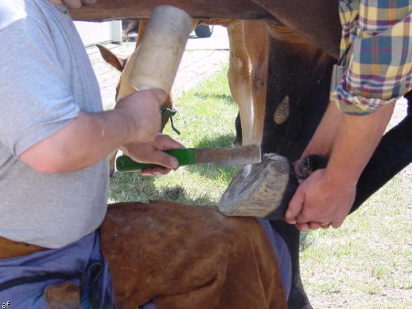 Handwerker und Bauernmarkt - 10. Grenzlandfest