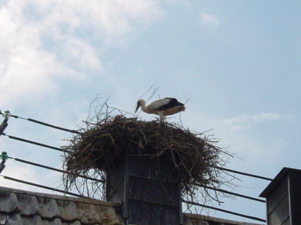 Storch in Kapsweyer