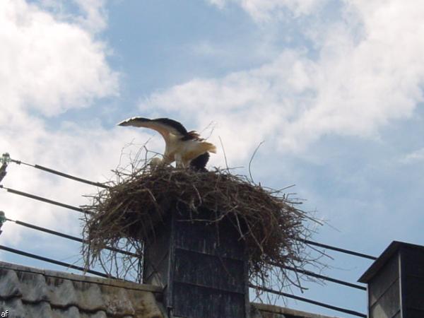 Storch in Kapsweyer