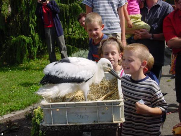 Storch in Kapsweyer