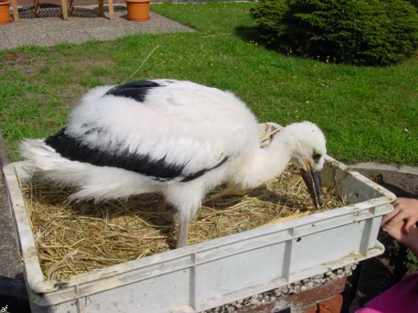 Storch in Kapsweyer