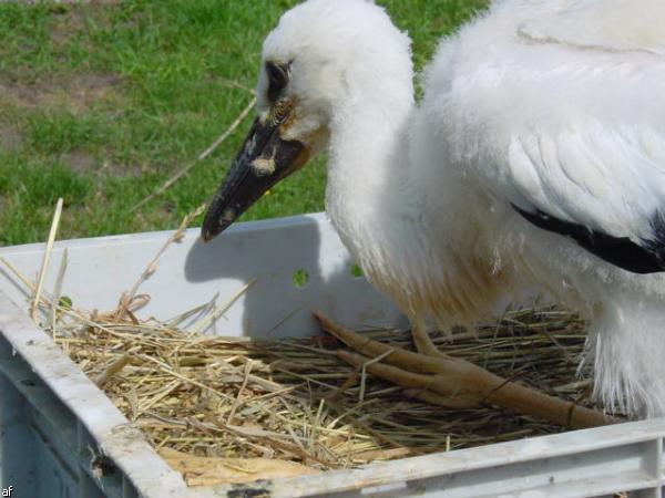 Storch in Kapsweyer