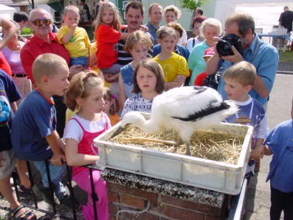 Storch in Kapsweyer