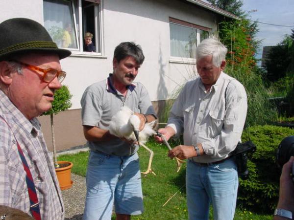 Storch in Kapsweyer