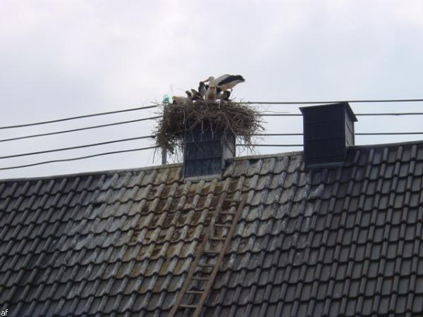 Storch in Kapsweyer